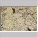 F-Ancistrocerus sp w01 beim Nestbau.jpg